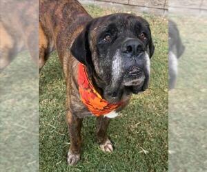 Mastiff Dogs for adoption in Tulsa, OK, USA