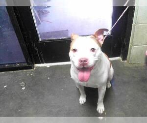American Pit Bull Terrier-Unknown Mix Dogs for adoption in Tulsa, OK, USA