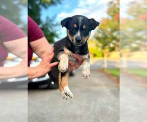 Mutt Dogs for adoption in Holly Springs, NC, USA