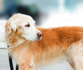 Golden Retriever Dogs for adoption in Kingston, Ontario, Canada