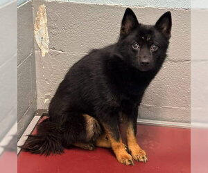 Pomeranian-Unknown Mix Dogs for adoption in Rustburg, VA, USA