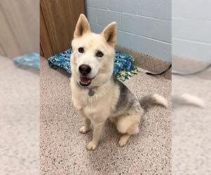 Siberian Husky Dogs for adoption in Brighton, CO, USA