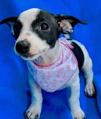 Jack-Rat Terrier Dogs for adoption in Corona Del Mar, CA, USA