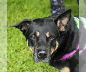 German Shepherd Dog-Unknown Mix Dogs for adoption in Middletown, RI, USA