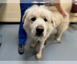 Great Pyrenees Dogs for adoption in Denver, CO, USA
