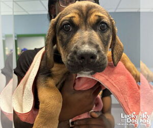 Retriever -Unknown Mix Dogs for adoption in Washington, DC, USA