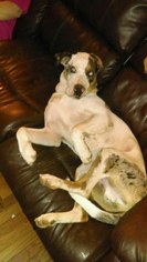 Medium Photo #1 Catahoula Leopard Dog-Unknown Mix Puppy For Sale in Bardstown, KY, USA