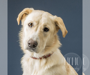 Great Pyrenees-Unknown Mix Dogs for adoption in Waco, TX, USA
