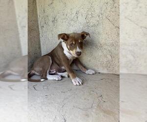 American Pit Bull Terrier-Unknown Mix Dogs for adoption in Oklahoma City, OK, USA