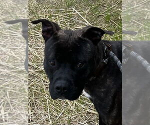Mutt Dogs for adoption in Tarboro, NC, USA
