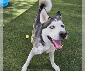 Siberian Husky-Unknown Mix Dogs for adoption in Las Vegas, NV, USA