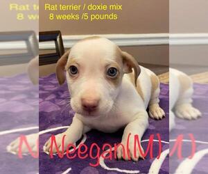 Toy Rat Doxie Dogs for adoption in pomfret, CT, USA