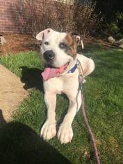 American Bulldog Dogs for adoption in McMinnville, OR, USA