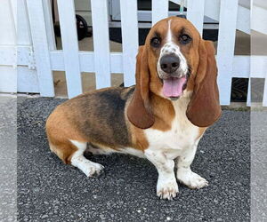 Basset Hound Dogs for adoption in Benton, LA, USA