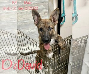 Mutt Dogs for adoption in Toms River, NJ, USA