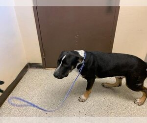 Rottweiler-American Pit Bull Terrier Dogs for adoption in Lodi, CA, USA