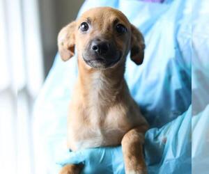 Mutt Dogs for adoption in San Antonio, TX, USA