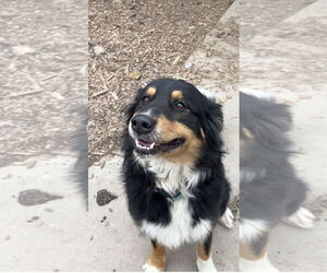 Australian Shepherd Dogs for adoption in Harrison, AR, USA