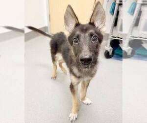 German Shepherd Dog-Unknown Mix Dogs for adoption in Pittsburg, CA, USA