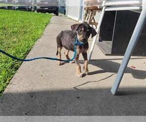 German Shepherd Dog-Unknown Mix Dogs for adoption in Houston, TX, USA