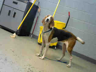 Treeing Walker Coonhound Dogs for adoption in Tallahassee, FL, USA