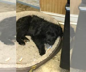 Labradoodle Dogs for adoption in Parker Ford, PA, USA