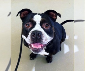 Bulldog-Staffordshire Bull Terrier Mix Dogs for adoption in Staten Island, NY, USA