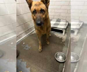 German Shepherd Dog Dogs for adoption in Stockton, CA, USA
