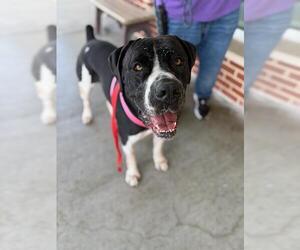 Mastiff-Unknown Mix Dogs for adoption in Grand Prairie, TX, USA