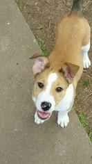 Bulldog-Collie Mix Dogs for adoption in Stafford, TX, USA