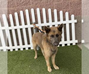 German Shepherd Dog Dogs for adoption in Modesto, CA, USA