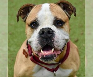Bulldog Dogs for adoption in Riverwoods, IL, USA