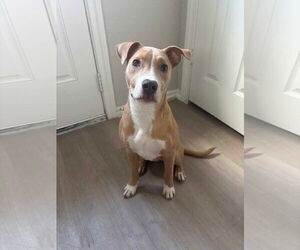 American Pit Bull Terrier-Unknown Mix Dogs for adoption in The Woodlands, TX, USA