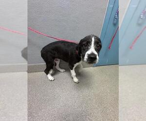 Mutt Dogs for adoption in Las Vegas, NV, USA