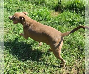 American Pit Bull Terrier-Unknown Mix Dogs for adoption in Oakhurst, NJ, USA