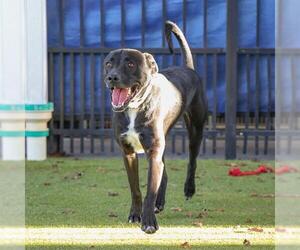 Labrador Retriever-Unknown Mix Dogs for adoption in Waco, TX, USA