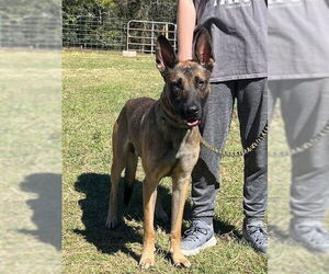 Mutt Dogs for adoption in Imlay City, MI, USA