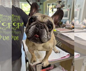 French Bulldog Dogs for adoption in Benton, LA, USA