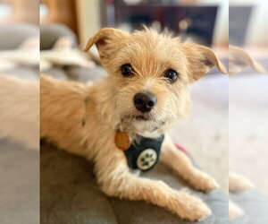 Mutt Dogs for adoption in Bellevue, WA, USA