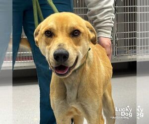 Labrador Retriever-Unknown Mix Dogs for adoption in Washington, DC, USA