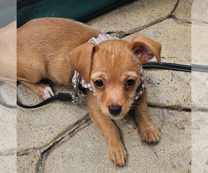 Chihuahua-Unknown Mix Dogs for adoption in Morganville, NJ, USA