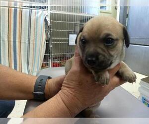 Miniature Pinscher Dogs for adoption in Camarillo, CA, USA