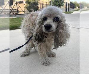 Cocker Spaniel-Unknown Mix Dogs for adoption in San Antonio, TX, USA