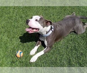 American Pit Bull Terrier-Unknown Mix Dogs for adoption in Campbell, CA, USA