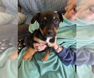 Shepradors Dogs for adoption in Aurora, IN, USA