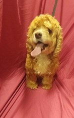 Medium Photo #1 Cocker Spaniel Puppy For Sale in Baton Rouge, LA, USA