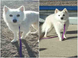 American Eskimo Dog Dogs for adoption in Brighton, CO, USA