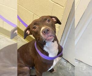 American Pit Bull Terrier-Unknown Mix Dogs for adoption in Texas City, TX, USA