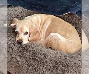 Cocker Spaniel Dogs for adoption in Helena, AL, USA