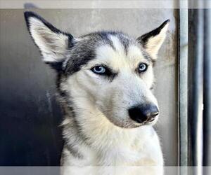 Siberian Husky Dogs for adoption in San Bernardino, CA, USA